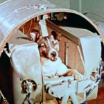 Who won the space race? Soviet animals did!